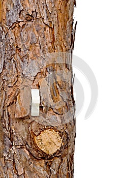 Lightswitch in a tree trunk