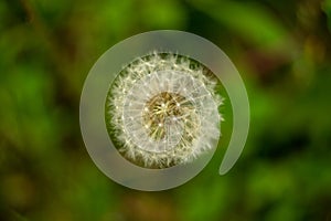 Lightweight fluffy dandelion against green grass background