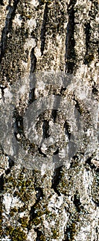 ligneous background, dark brown table surface. rustic wood texture.
