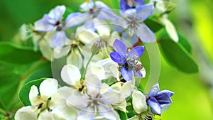 Lignum vitae blue white flowers blooming in garden and bee is finding nectar