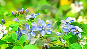 Lignum vitae blue white flowers blooming in garden and The bees are finding nectar