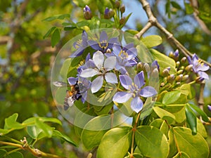 Lignum vitae or Guaiacum officinale with bee
