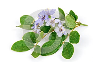Lignum vitae or Guaiacum officinale flowers and green leaves isolated on white background