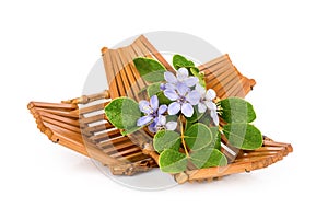 Lignum vitae or Guaiacum officinale flowers and green leaves isolated on white background