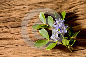 Lignum vitae or Guaiacum officinale flowers and green leaves on an old wood background