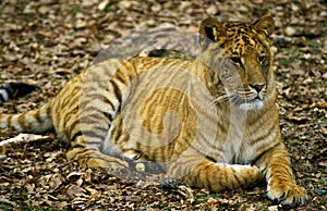 Ligron, Cross Breed between Tiger and Lion, Zoological Park photo