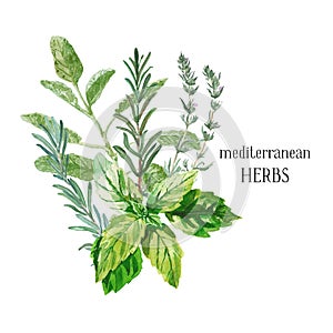 Ligt modern watercolor illustration with a bunch of fresh culinary and medicinal herbs and branches. Sage, rosemary, thyme, basil