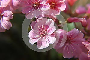 Ligth rosa cliff maids in spring