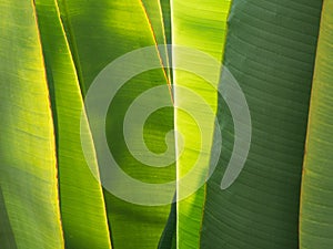 Ligth shine on overlapping banana/palm tree photo