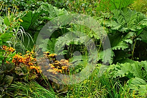 Ligularia dentata and Chilean Rhubarb - Gunnera manicata, Hilliers Arboretum, Romsey, Hampshire, England, UK