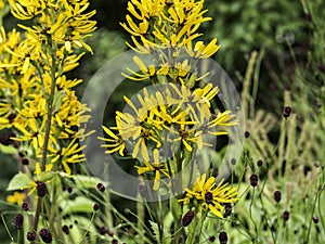 Ligularia or Hess ragwort blooming in autumn garden