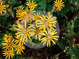 Ligularia \'Osiris Cafe Noir\' with golden daisy flowers. Flat-topped clusters of brown-centred, golden-