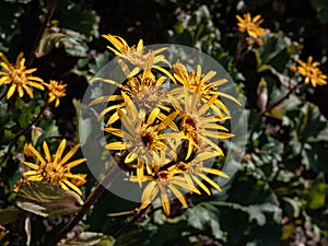 Ligularia \'Osiris Cafe Noir\' with yellow daisy flowers. Flat-topped clusters of brown-centred, golden flowers