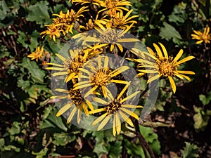 Ligularia \'Osiris Cafe Noir\' with yellow daisy flowers. Flat-topped clusters of golden flowerheads