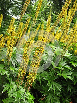 Ligularia przewalskii