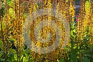 Ligularia przewalskii backlit