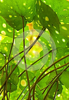 Ligularia Tussilaginea