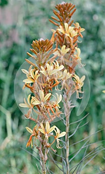 Ligularia yellow flower