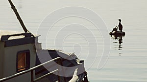 Ligurian port with boats and hunting birds