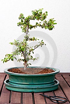 Ligustrum Bonsai