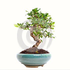 Ligustrum bonsai photo