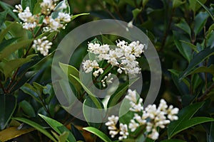 Ligustrum japonicum Japanese privet