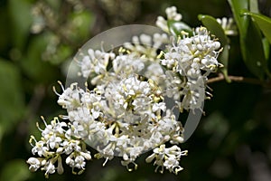 Ligustrum japonicum Texanum photo