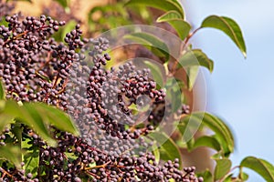 Ligustrum lucidum Arboreal Aligustre of Japan.