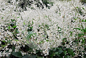 Ligustrum sinense - Chinese privet flowers