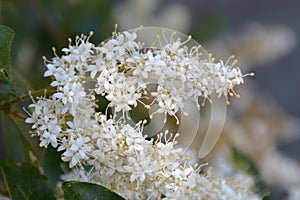 Ligustrum sinense flowers closeup