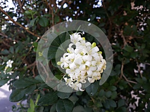 Ligustrum Vulgare Flower in the garden