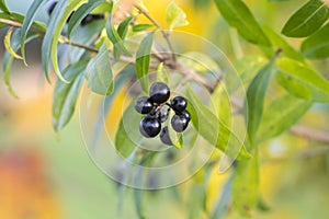 Ligustrum vulgare ripened black berries fruits, shrub branches with leaves, autumn colors in sunlight photo