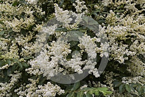 Ligustrum vulgare shrub photo