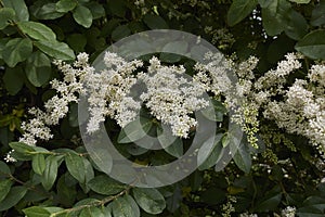 Ligustrum vulgare shrub