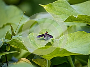 Ligyra tantalus Bombyliidae beefly 1 photo