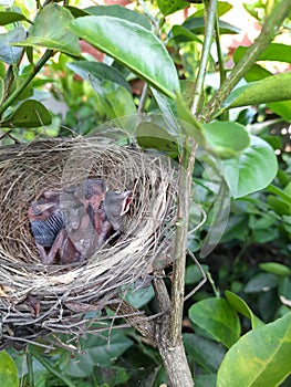 Liitle small bird babies in next wating for the mama.mom bird bring food for little two bird baies.and they havent feathers