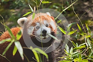 Liitle small cute red panda eating bamboo