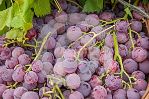 Lijiang, Yunnan Shuhe health food fruit grapes -------