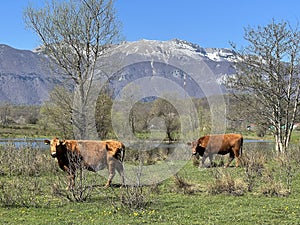 Lika cattle - Breed of Lika Busa on fertile pastures at the foot of Velebit, Croatia (Primitivna pasmina goveda busa