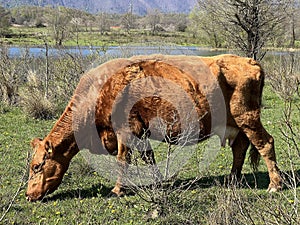 Lika cattle - Breed of Lika Busa on fertile pastures at the foot of Velebit, Croatia (Primitivna pasmina goveda busa