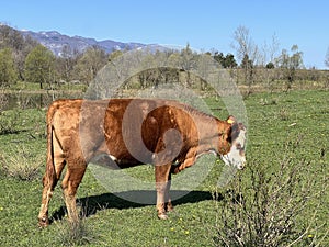 Lika cattle - Breed of Lika Busa on fertile pastures at the foot of Velebit, Croatia (Primitivna pasmina goveda busa