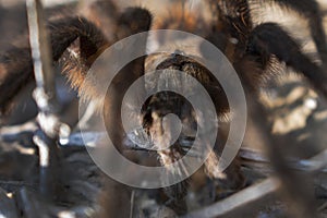 In the Face of a Tarantula