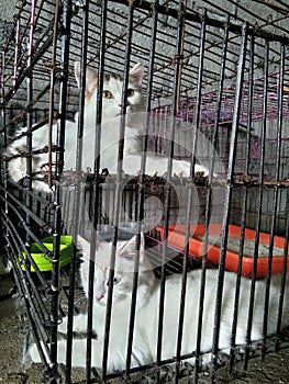 we give this cat& x27;s name is angel for girl n Rambo for boy,