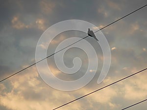 Like a Bird On a Wire