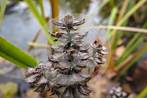 Like a brown cone dried up flower Ajuga reptans Atropurpurea against a blurred background of an autumn pond.