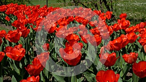 Like a fairy tale, the field of red tulips that enchants the visitors photo