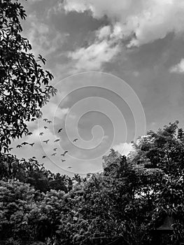 view of birds flying in the sky