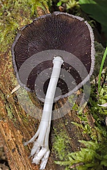 Like other coprinoid mushrooms, Coprinopsis atramentaria has gills that turn black and eventually liquefy, creating an \