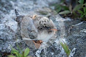 Like a Rock: Arctic Tern Chick