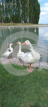 Likeable gooses photo